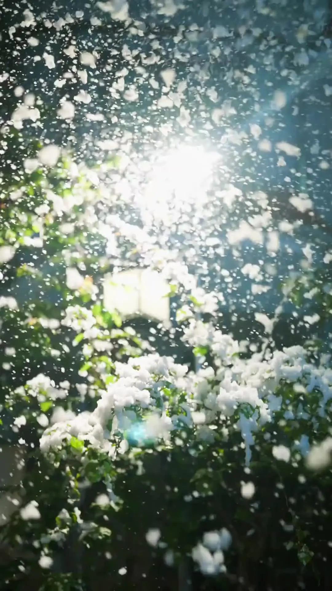 Episode 1 of Blooming in the Cold
