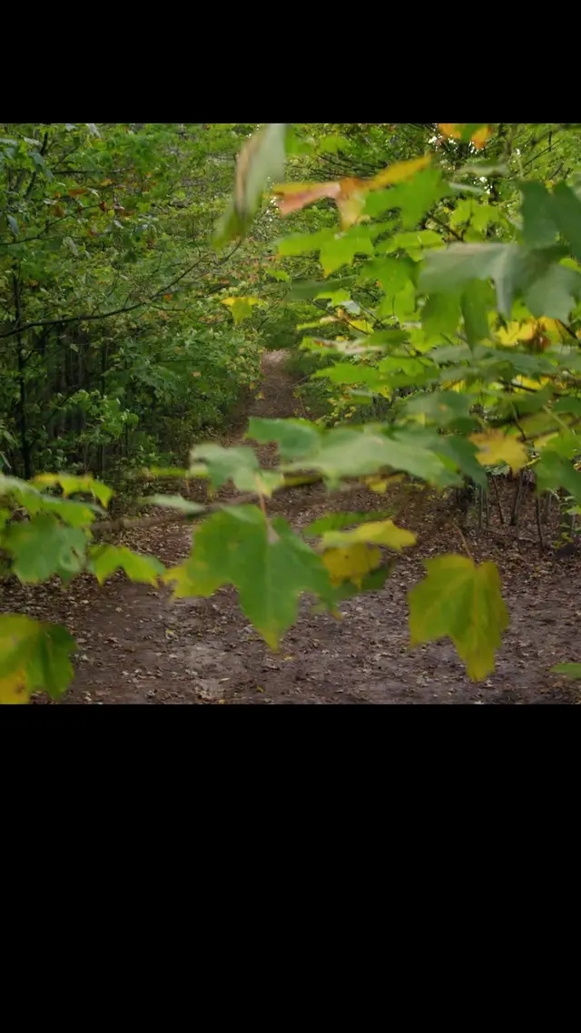 Episode 25 of Forest Fairies