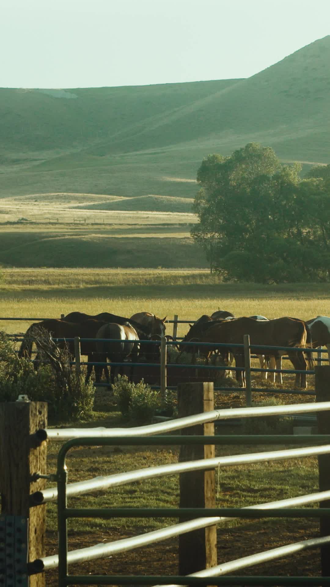 Episode 39 of Keeping the Cowboy's Baby