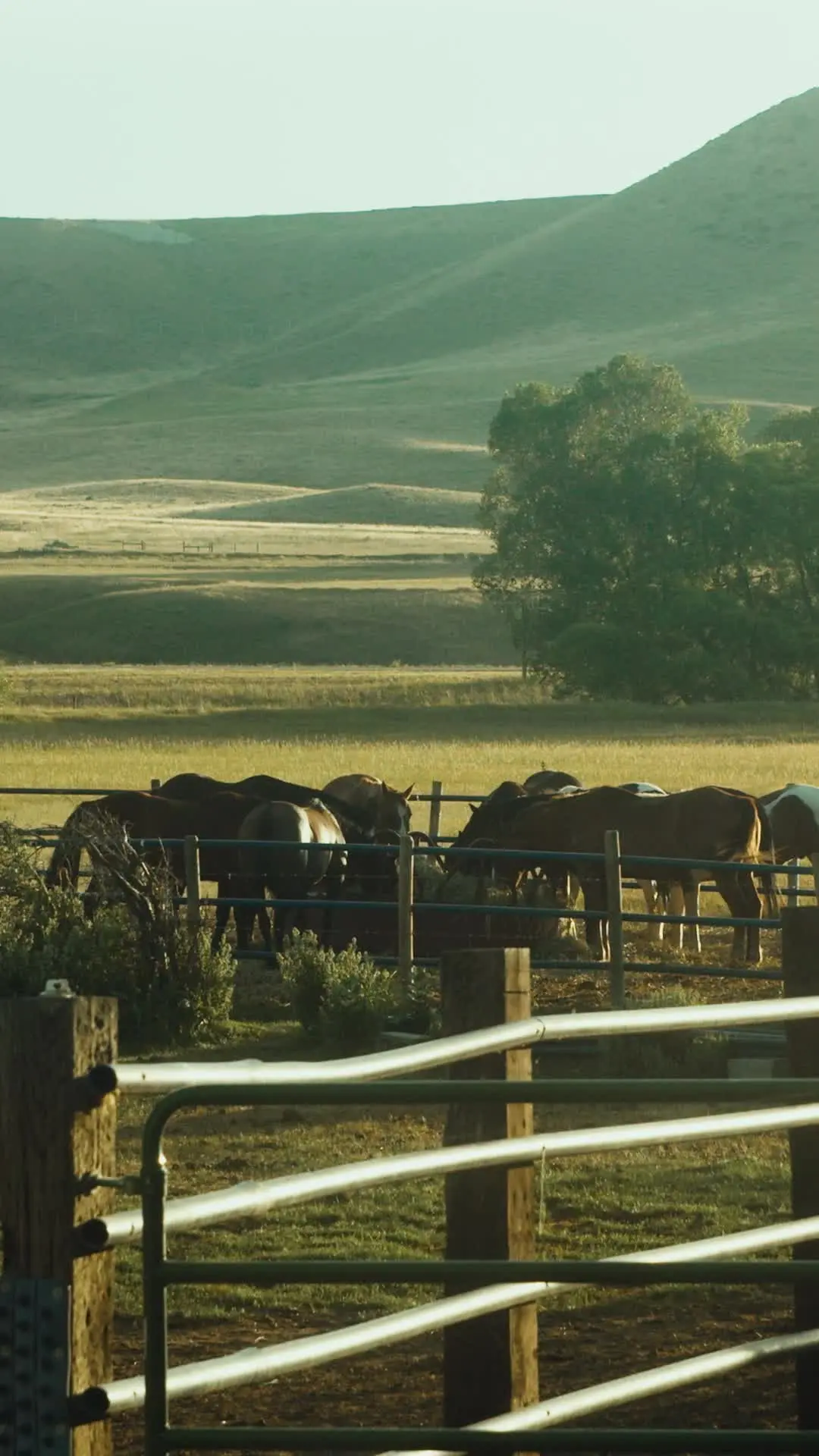 Episode 39 of Keeping the Cowboy's Baby