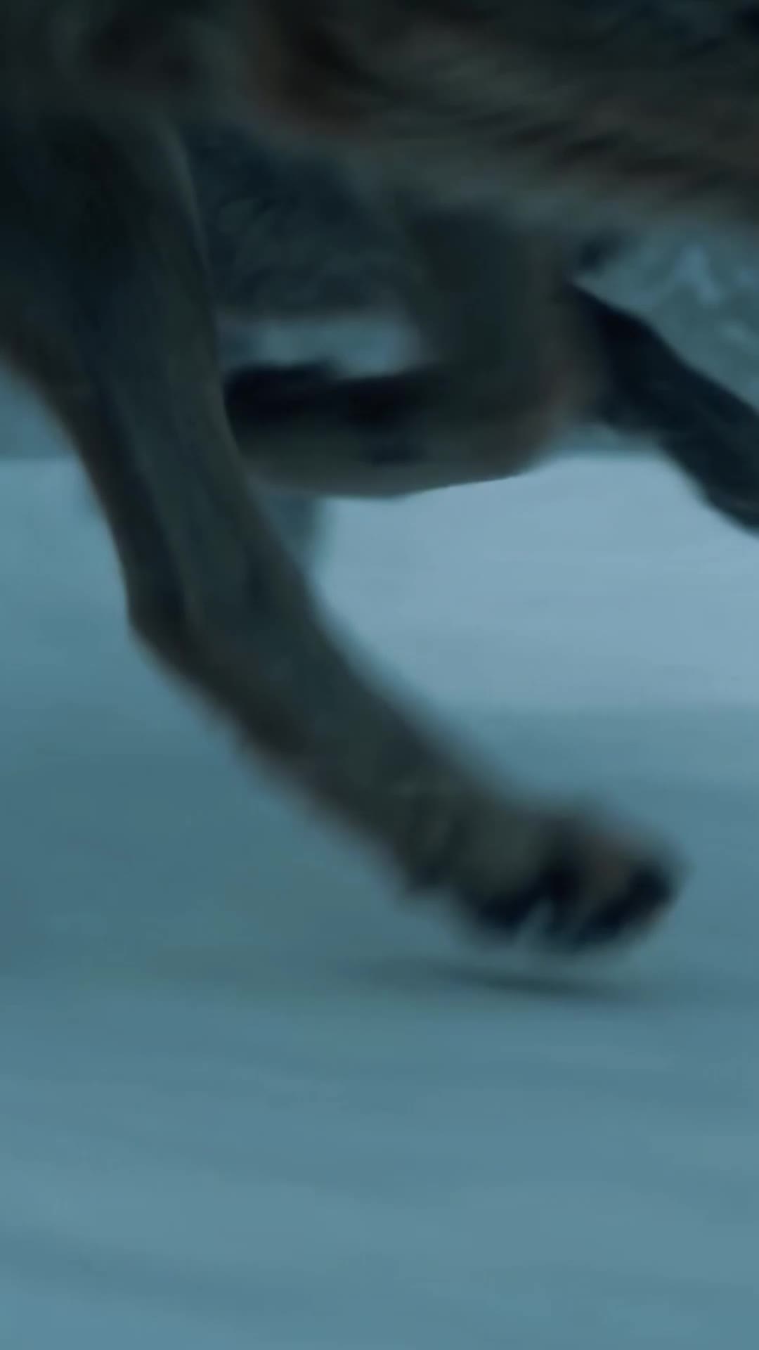 Episode 37 of Love Caught Fangs and Claws