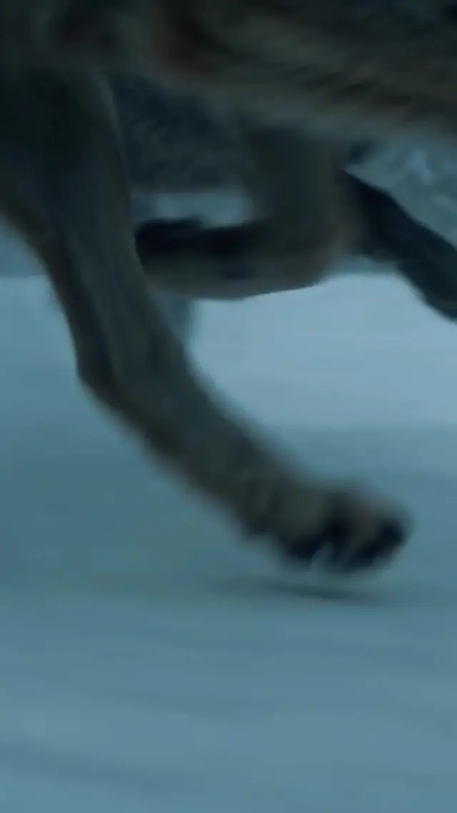 Episode 37 of Love Caught Fangs and Claws