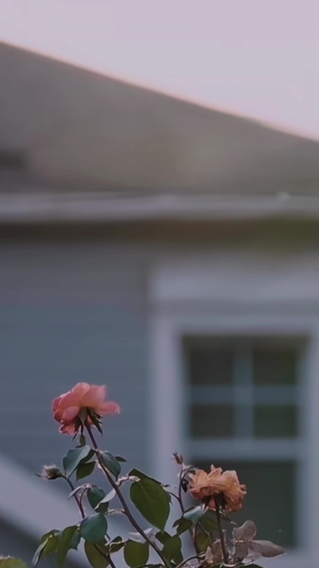 Episode 49 of My CEO Dad Chasing My Mom Back