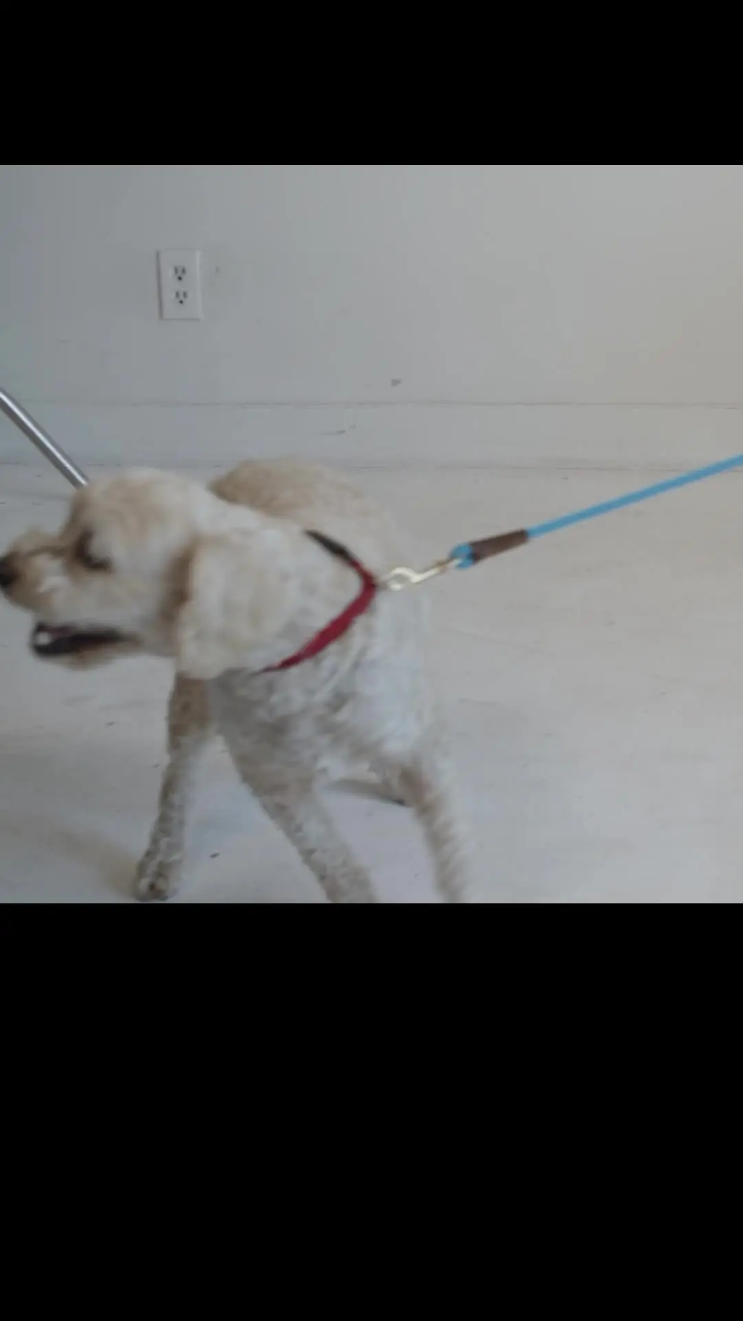 Episode 4 of Puppy Love