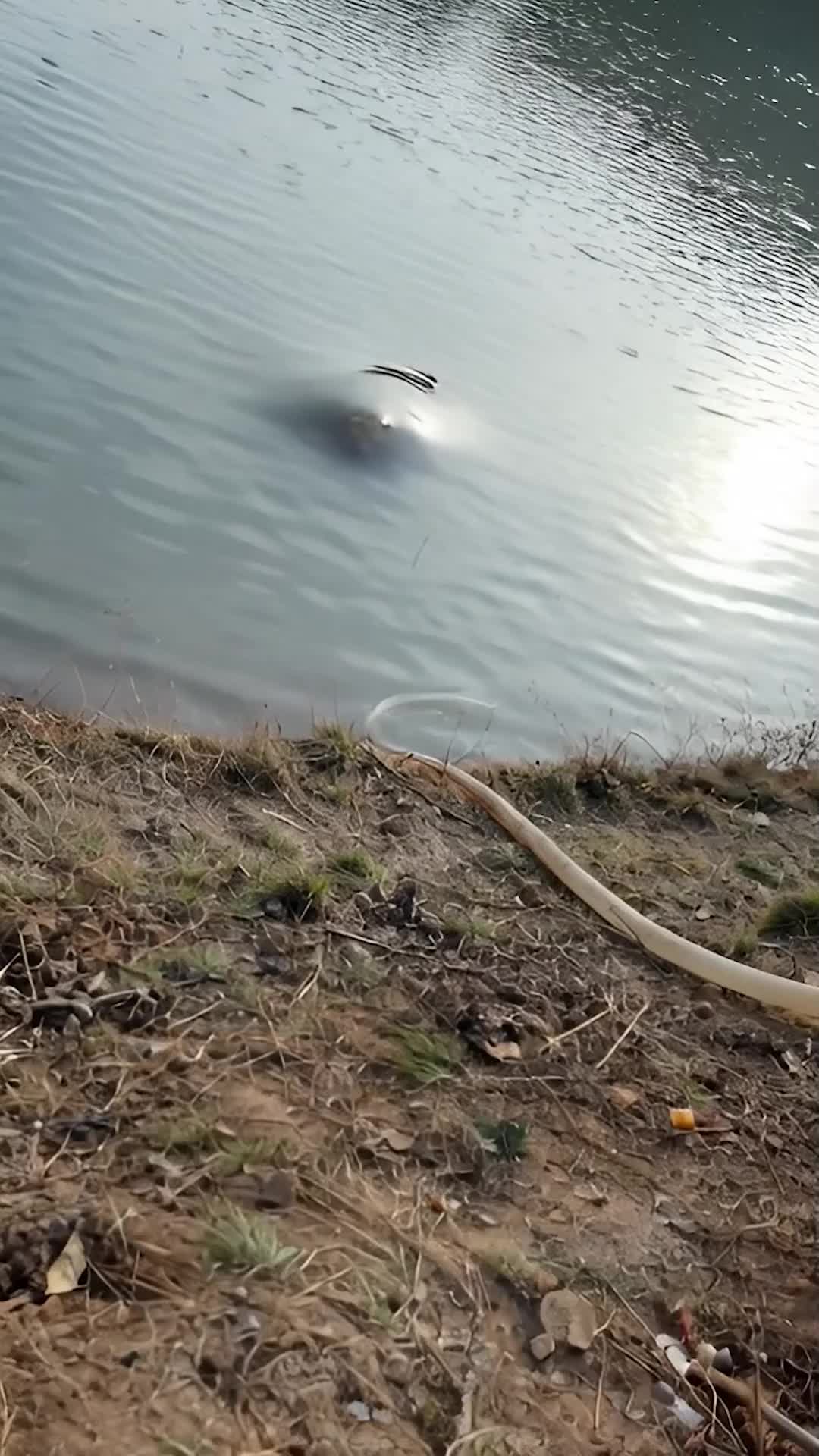 Episode 36 of Reborn as a Fish, I Fought Back