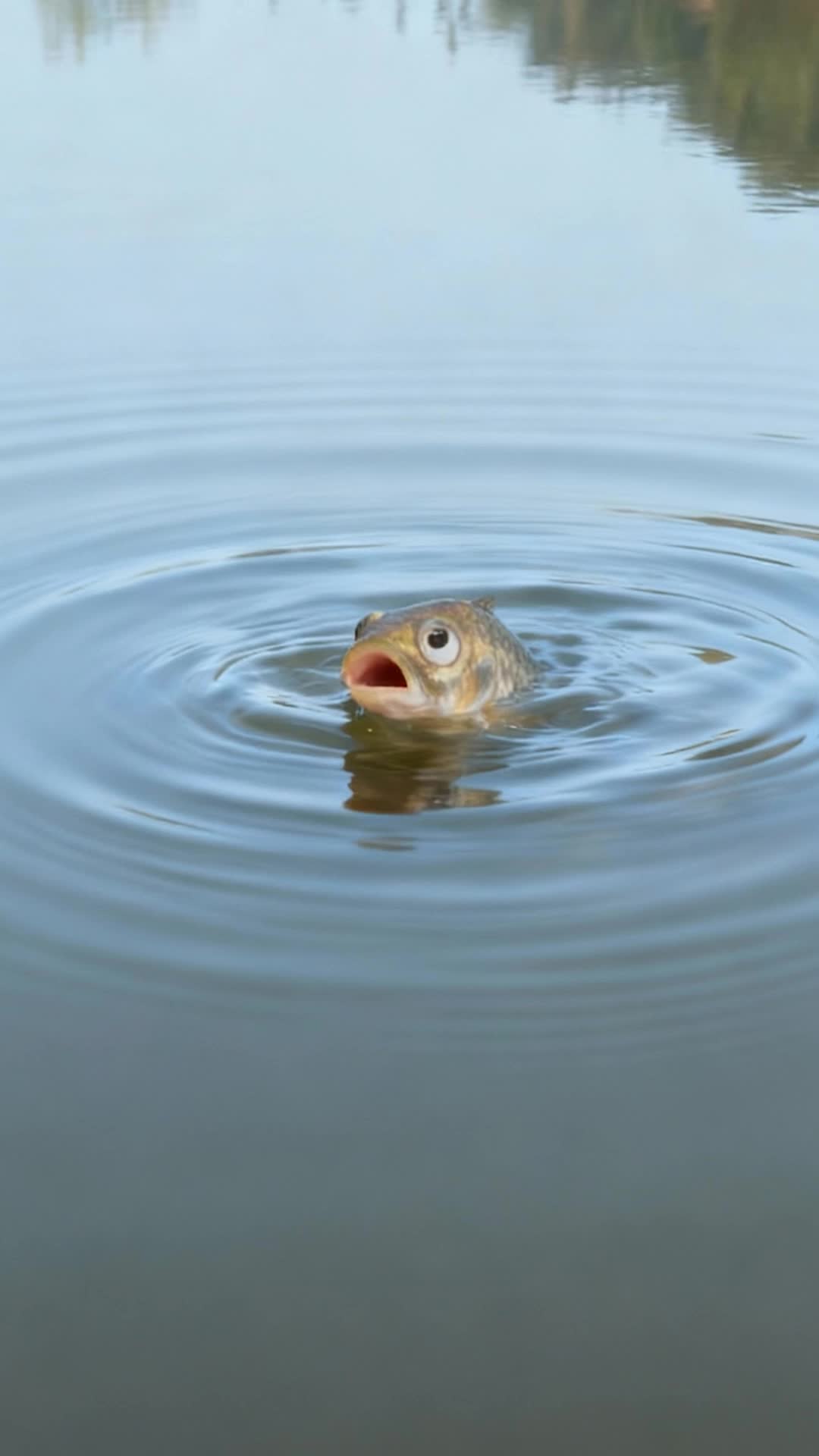 Episode 3 of Reborn as a Fish