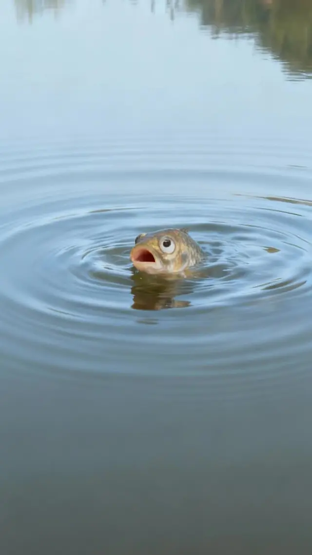 Episode 3 of Reborn as a Fish