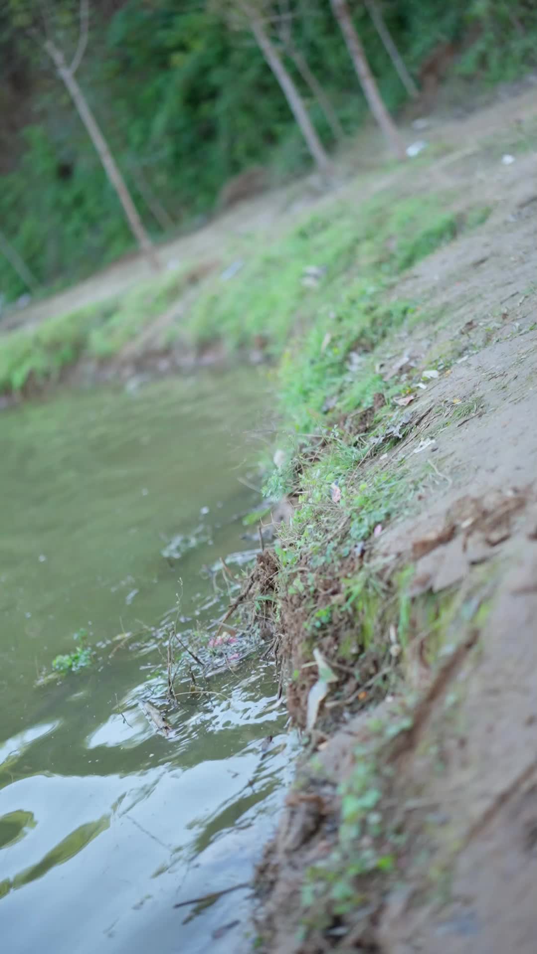 Episode 31 of Reborn as a Fish