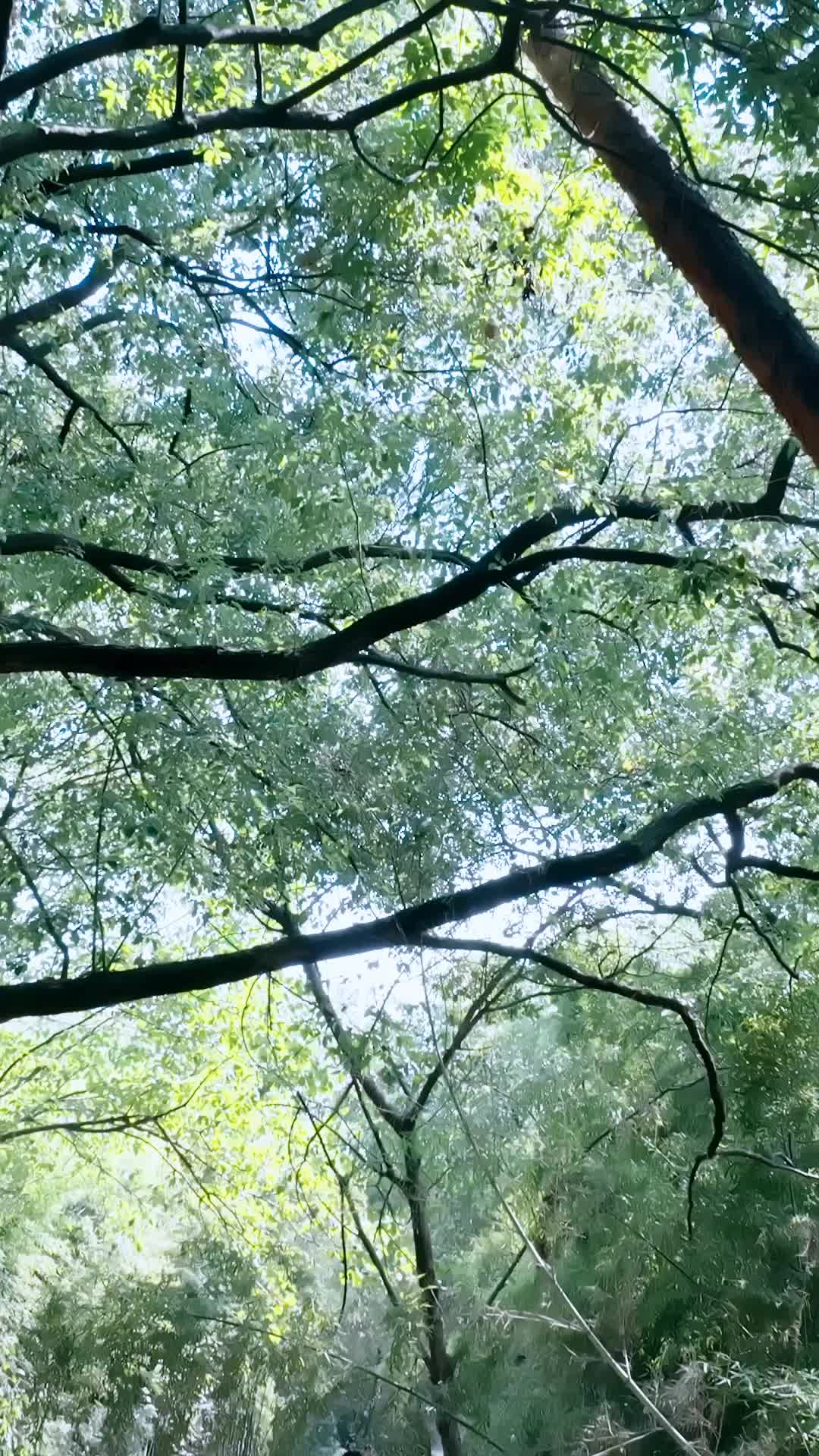 Episode 43 of She Ruled the Wilderness
