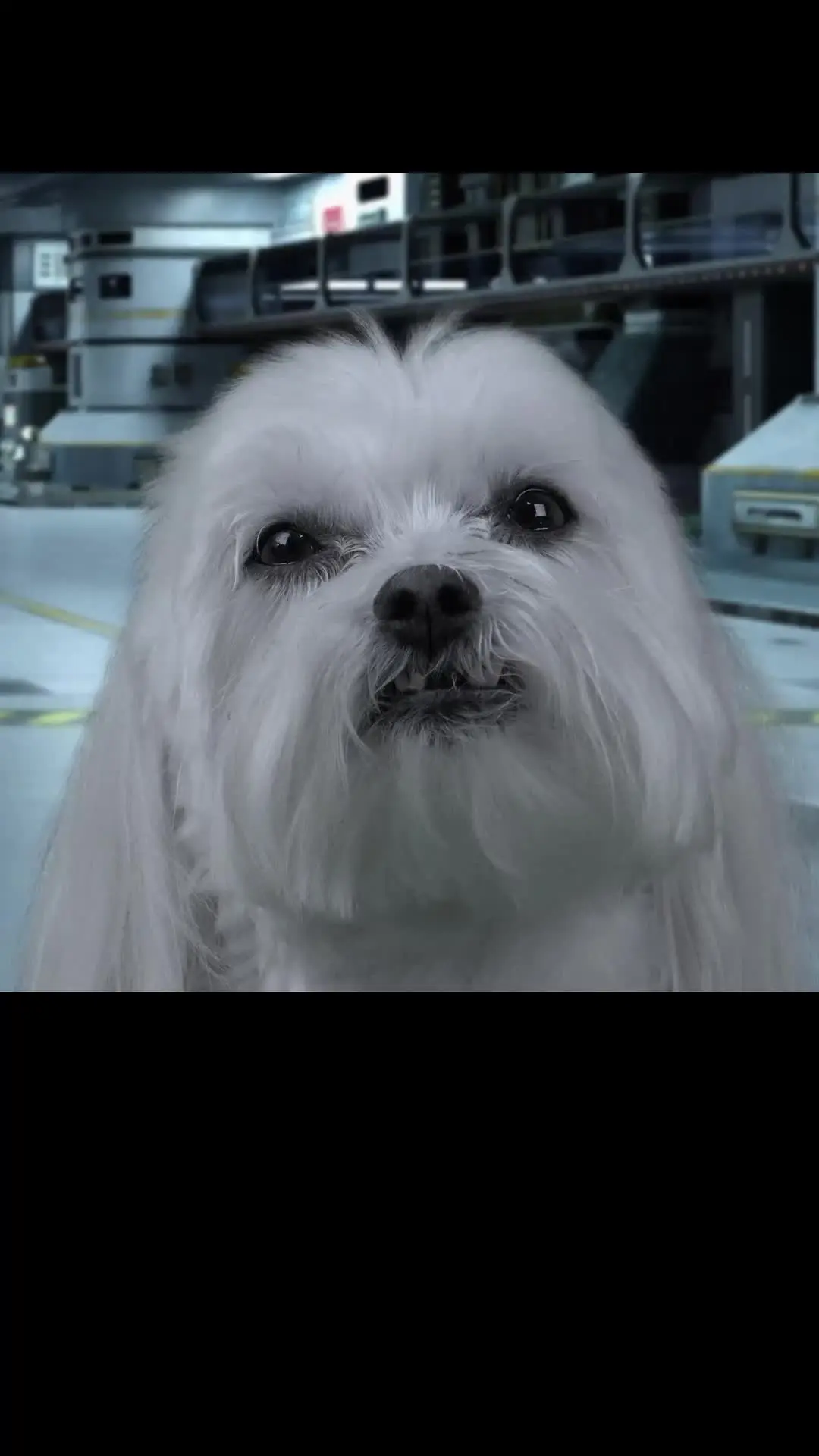 Episode 19 of Star Paws