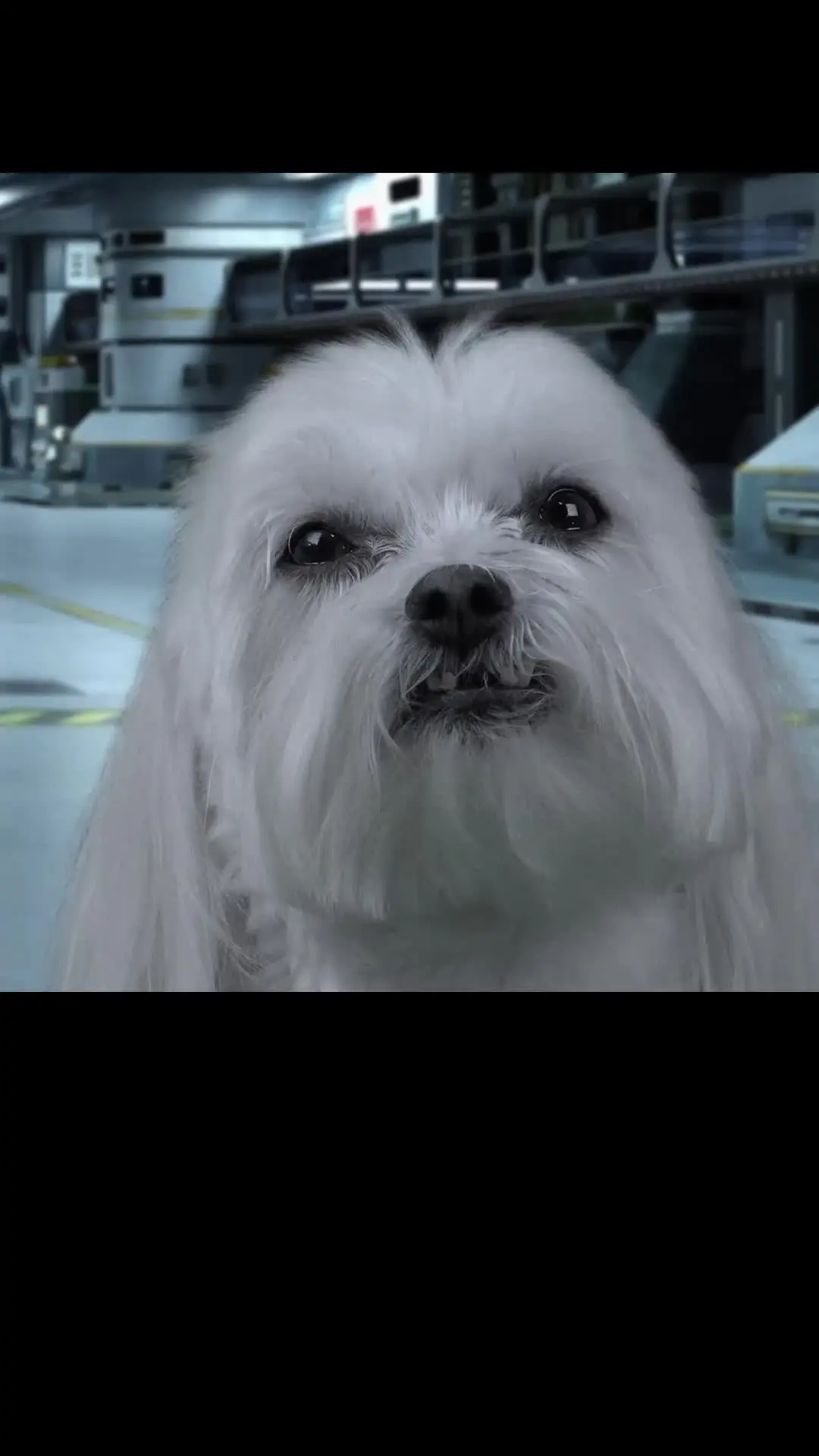 Episode 4 of Star Paws