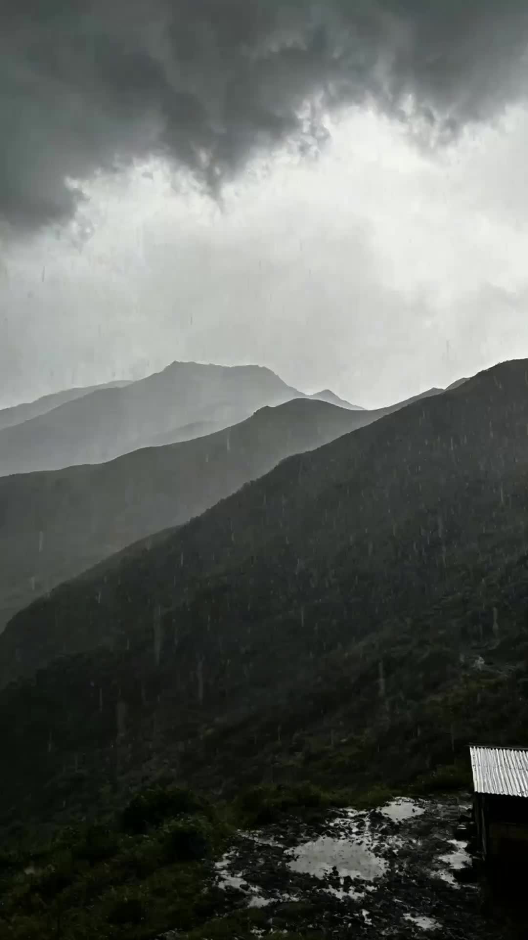 Episode 11 of The Pigsty Ark: Reborn Before the Rain